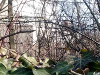 Imagine atasata: inel4-260.0..feb.2017-037.jpg
